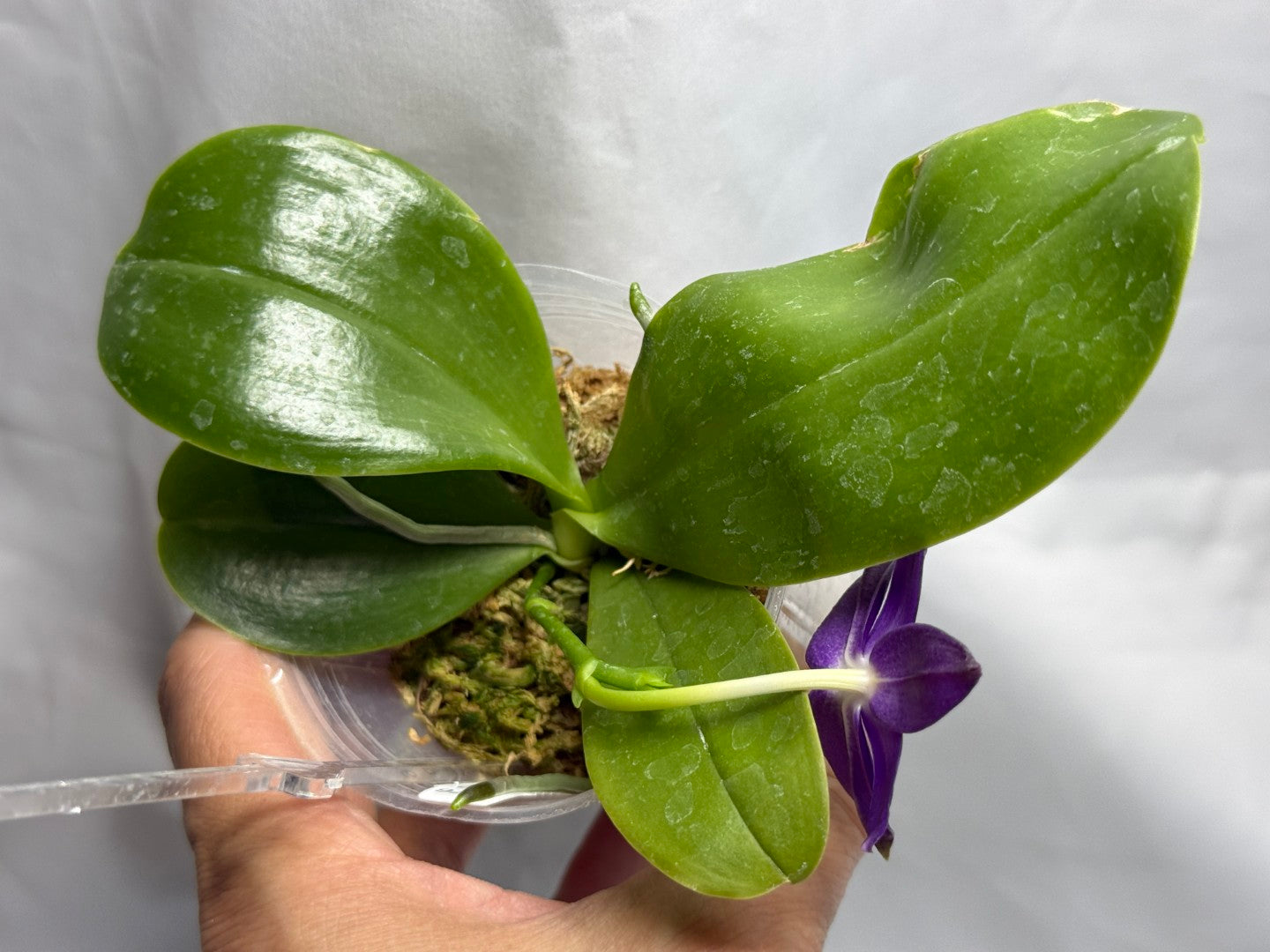 KM3776 Phalaenopsis (Yaphon Blue Bird x LL Blue Jaquar) - Seed Grown 260816 Flowering