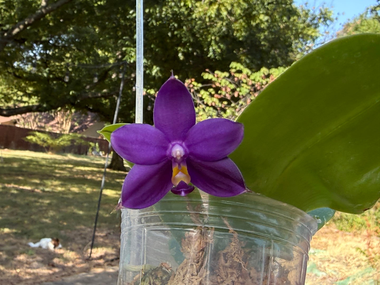KM3776 Phalaenopsis (Yaphon Blue Bird x LL Blue Jaquar) - Seed Grown 260816 Flowering