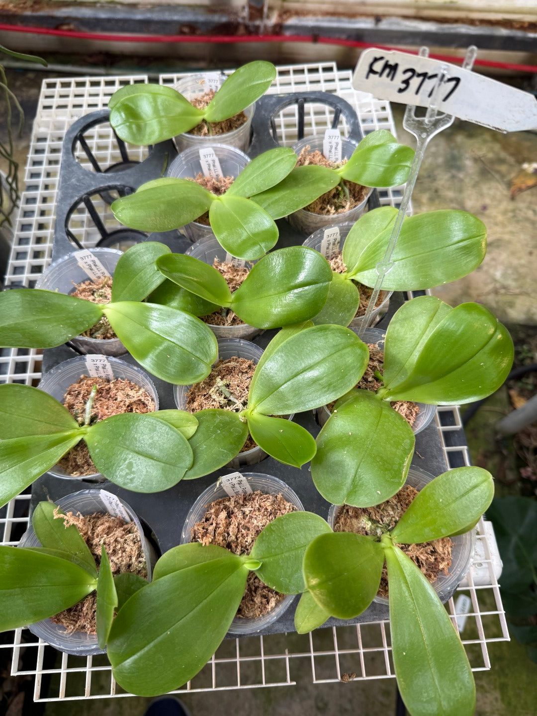 KM3777 Phalaenopsis (LL Purple Coral x LL Blue Jaguar) - Seed Grown