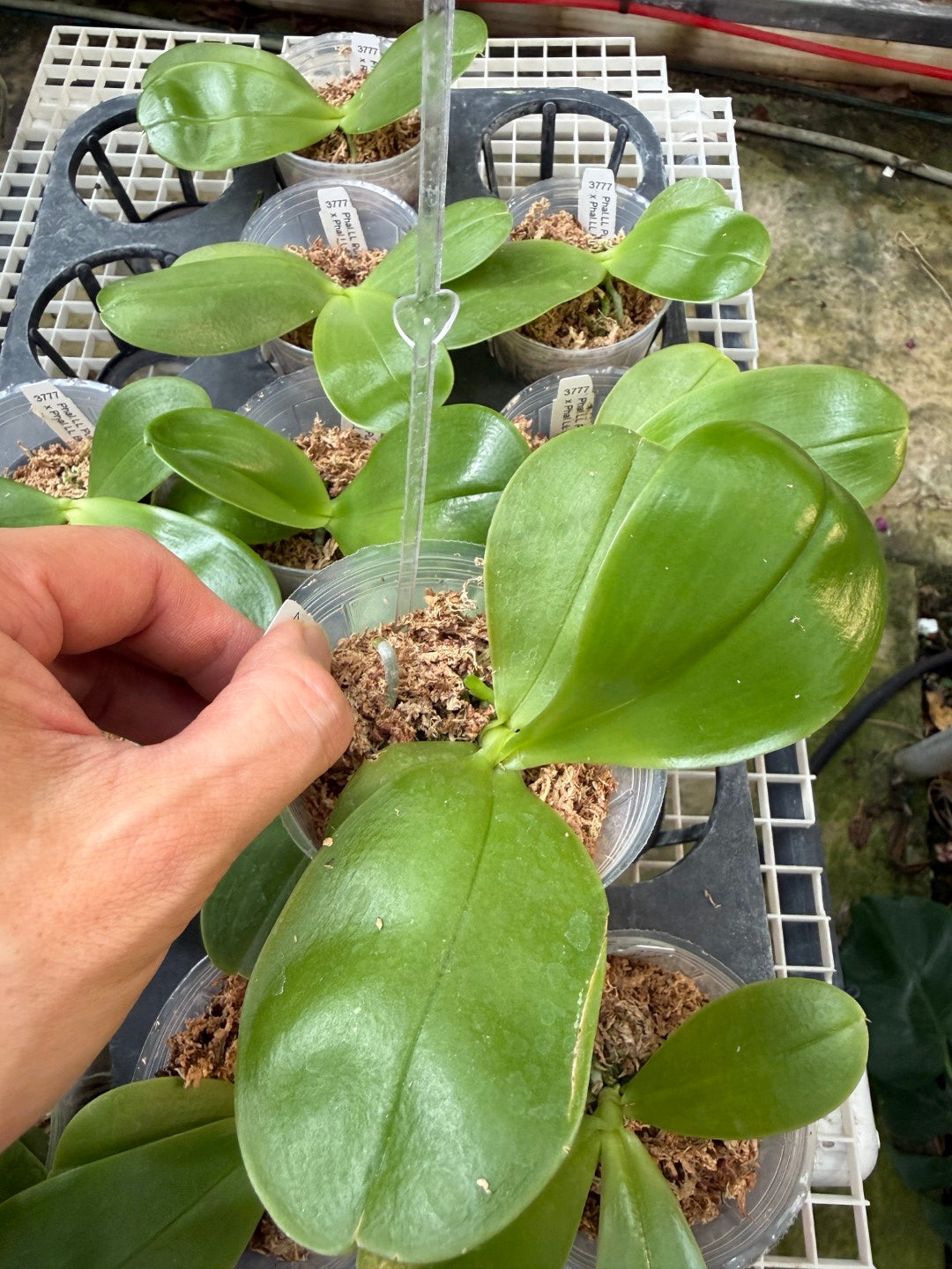 KM3777 Phalaenopsis (LL Purple Coral x LL Blue Jaguar) - Seed Grown