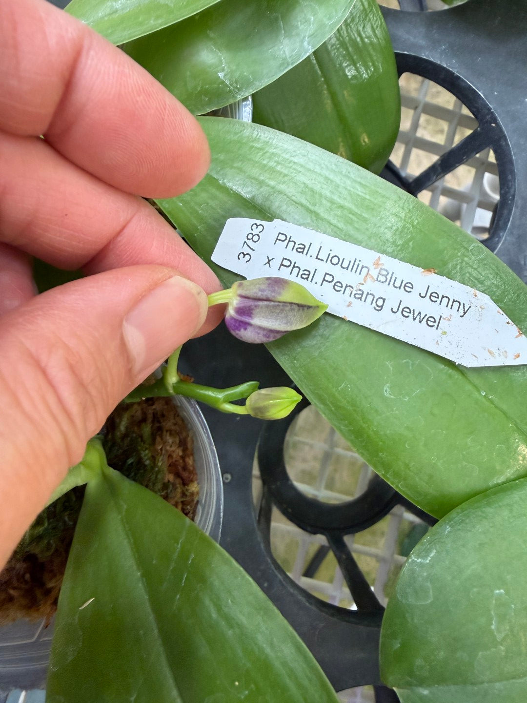 KM3783 Phalaenopsis Yin's Blue Jenny - Seed Grown