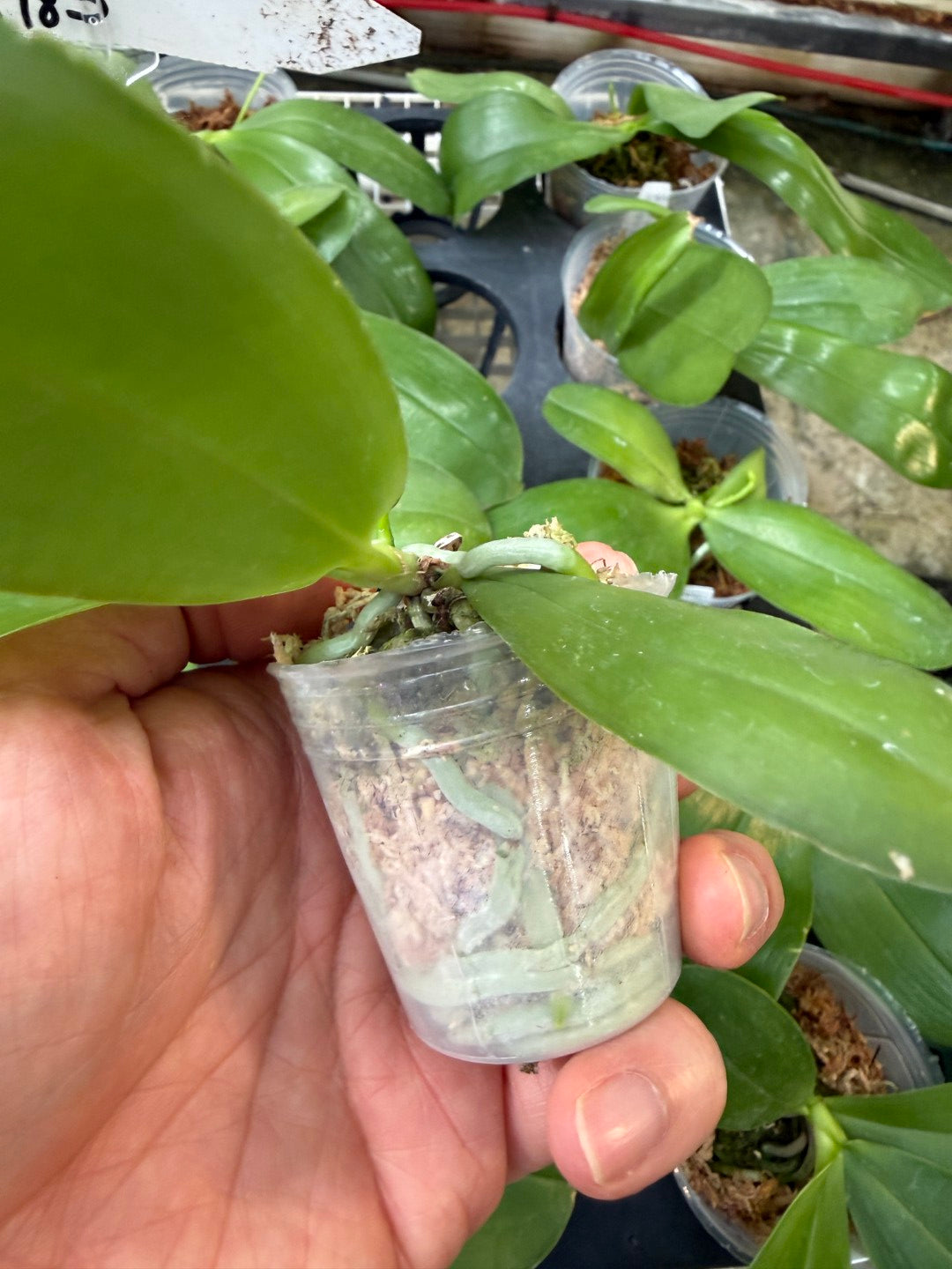 KM3783 Phalaenopsis Yin's Blue Jenny - Seed Grown