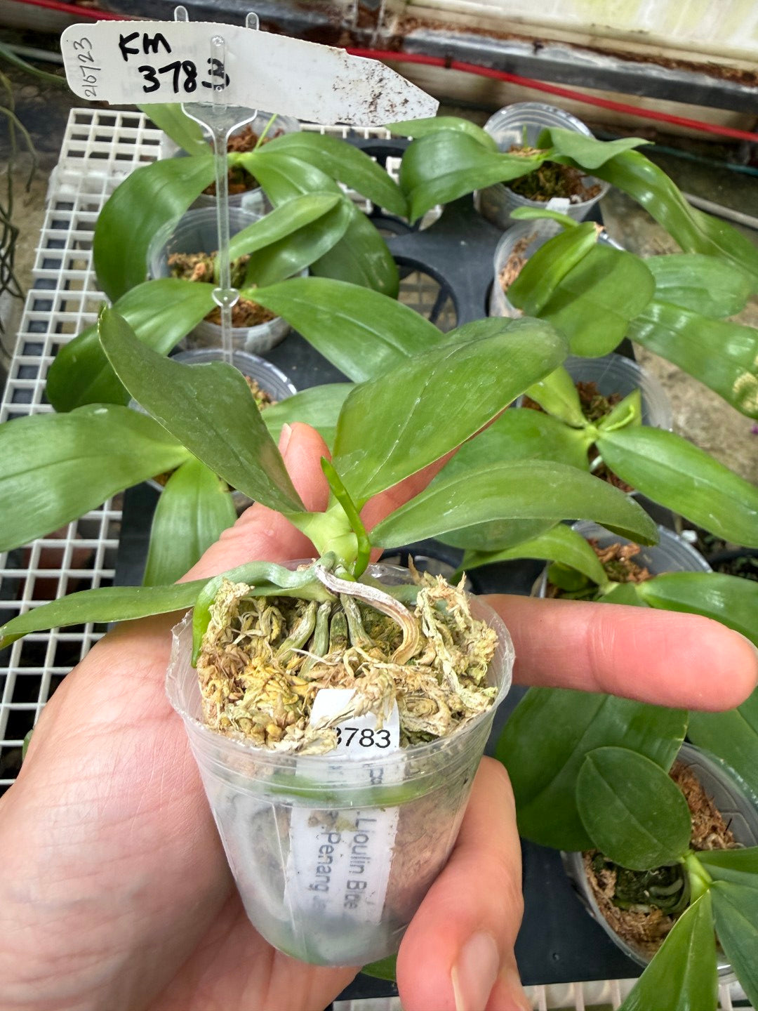 KM3783 Phalaenopsis Yin's Blue Jenny - Seed Grown