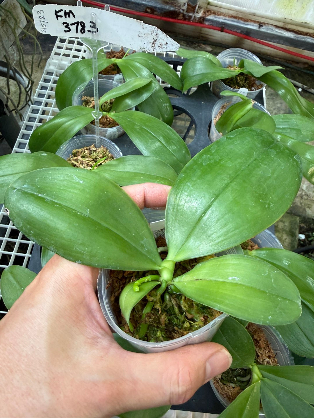 KM3783 Phalaenopsis Yin's Blue Jenny - Seed Grown