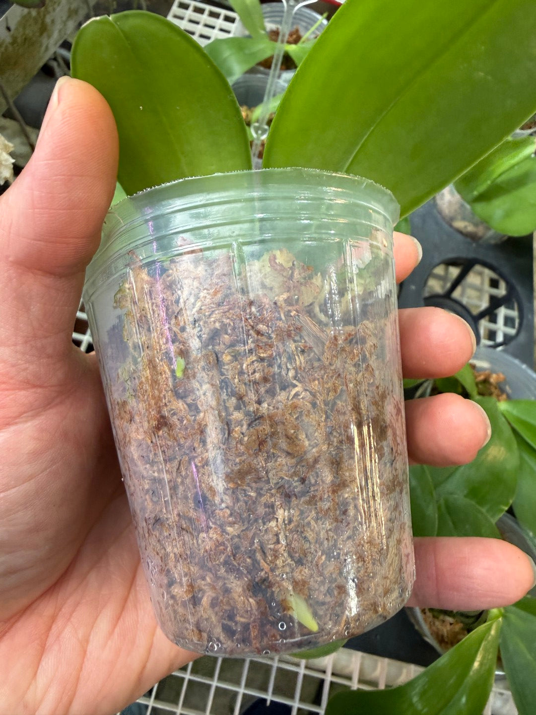 KM3783 Phalaenopsis Yin's Blue Jenny - Seed Grown