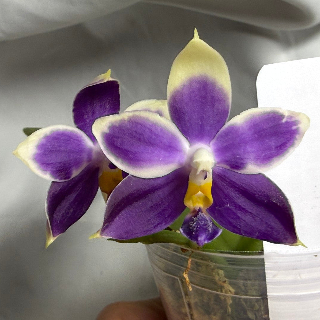 Products – Page 3 – Big Leaf Orchids