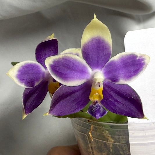 A close-up of a purple and white Phalaenopsis orchid flower with a yellow center, growing in a clear plastic pot with a white tag, held by a hand against a light gray background.