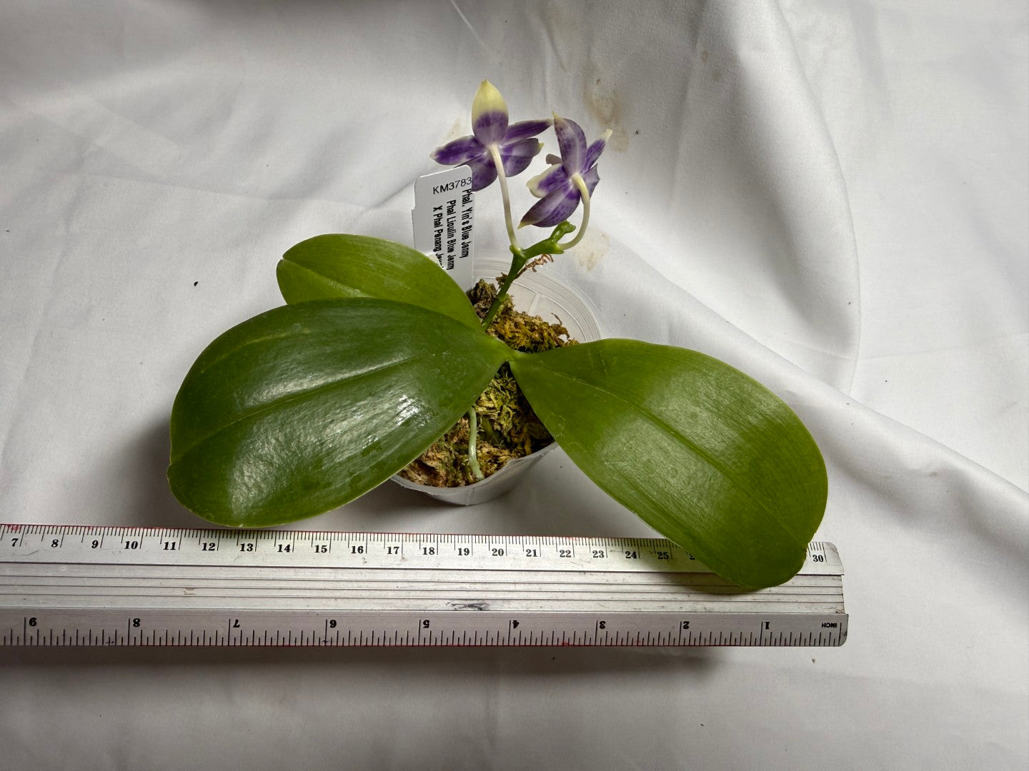 KM3783 Phalaenopsis Yin's Blue Jenny - Seed Grown 260714 Flowering