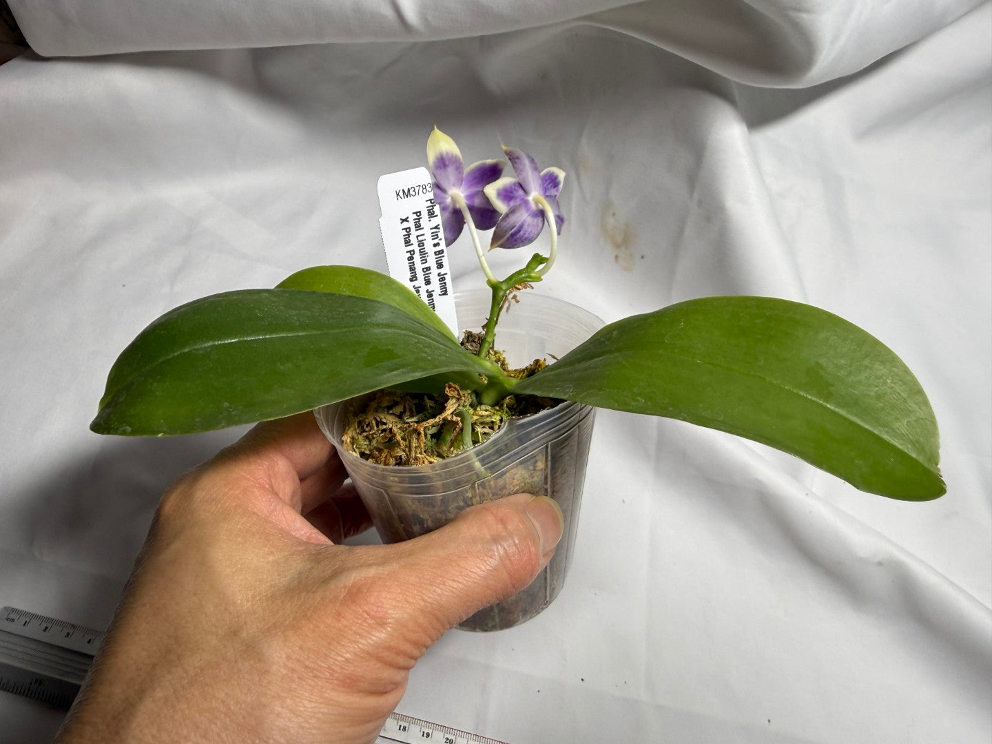 KM3783 Phalaenopsis Yin's Blue Jenny - Seed Grown 260714 Flowering