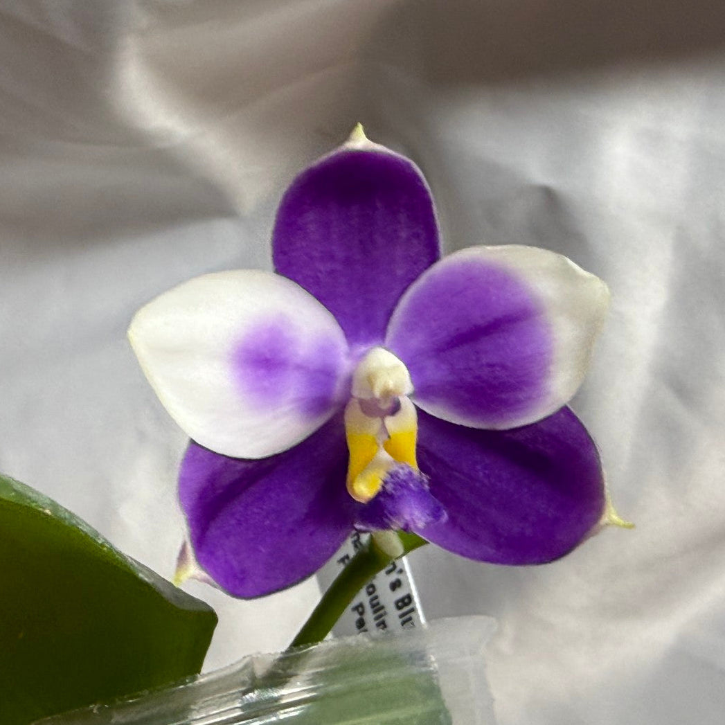 KM3783 Phalaenopsis Yin's Blue Jenny - Seed Grown 260804 Flowering 2 spies