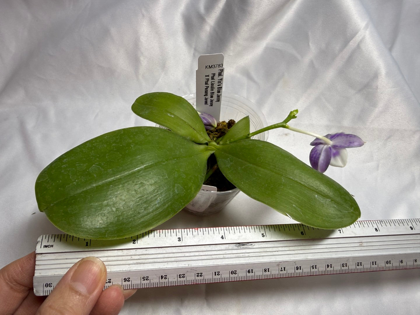 KM3783 Phalaenopsis Yin's Blue Jenny - Seed Grown 260804 Flowering 2 spies
