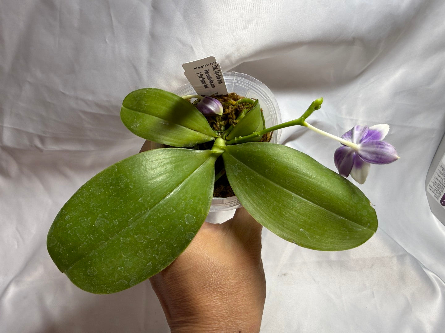 KM3783 Phalaenopsis Yin's Blue Jenny - Seed Grown 260804 Flowering 2 spies