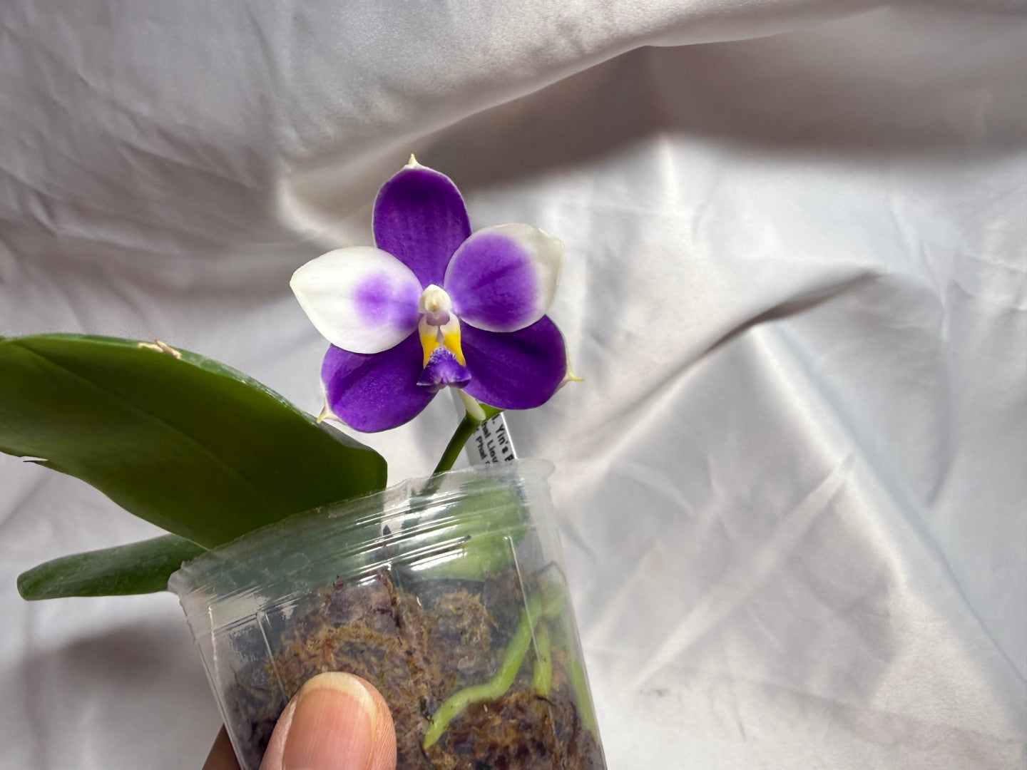 KM3783 Phalaenopsis Yin's Blue Jenny - Seed Grown 260804 Flowering 2 spies
