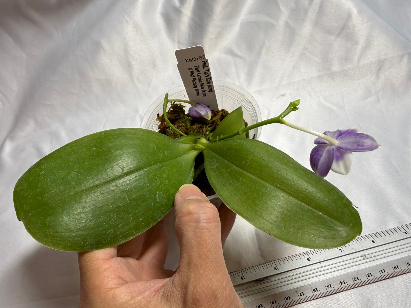 KM3783 Phalaenopsis Yin's Blue Jenny - Seed Grown 260804 Flowering 2 spies