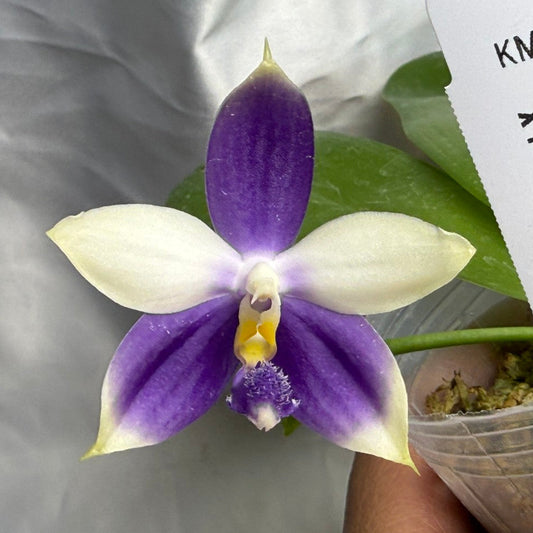 A close-up of a blooming Phala Xuli 'Blue Jay' orchid flower with purple and cream petals, held next to its plant pot and a white identification tag.