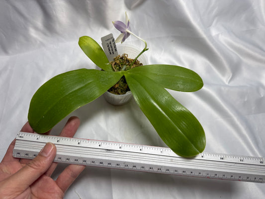 KM3783 Phalaenopsis Yin's Blue Jenny - Seed Grown 260811 Flowering