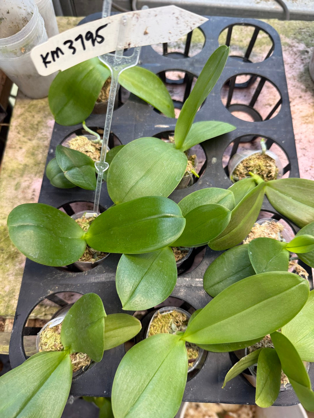 KM3795 Phalaenopsis (LL Blue Jaguar x LL Purple Beta) - Seed Grown