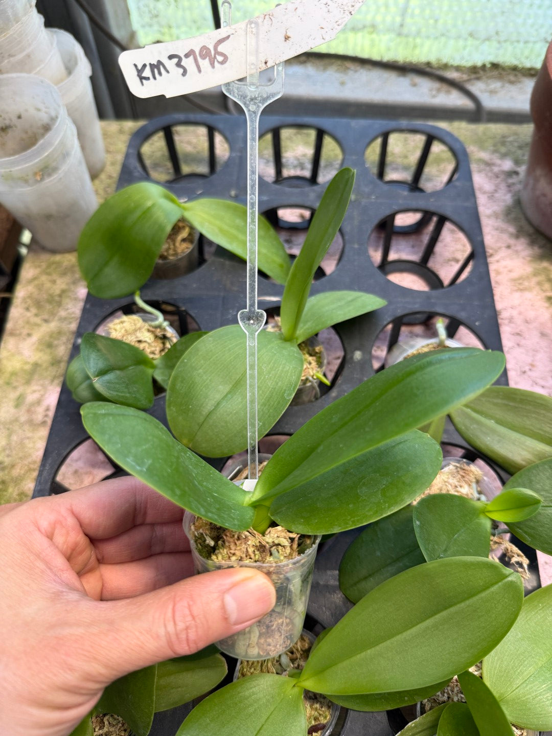 KM3795 Phalaenopsis (LL Blue Jaguar x LL Purple Beta) - Seed Grown