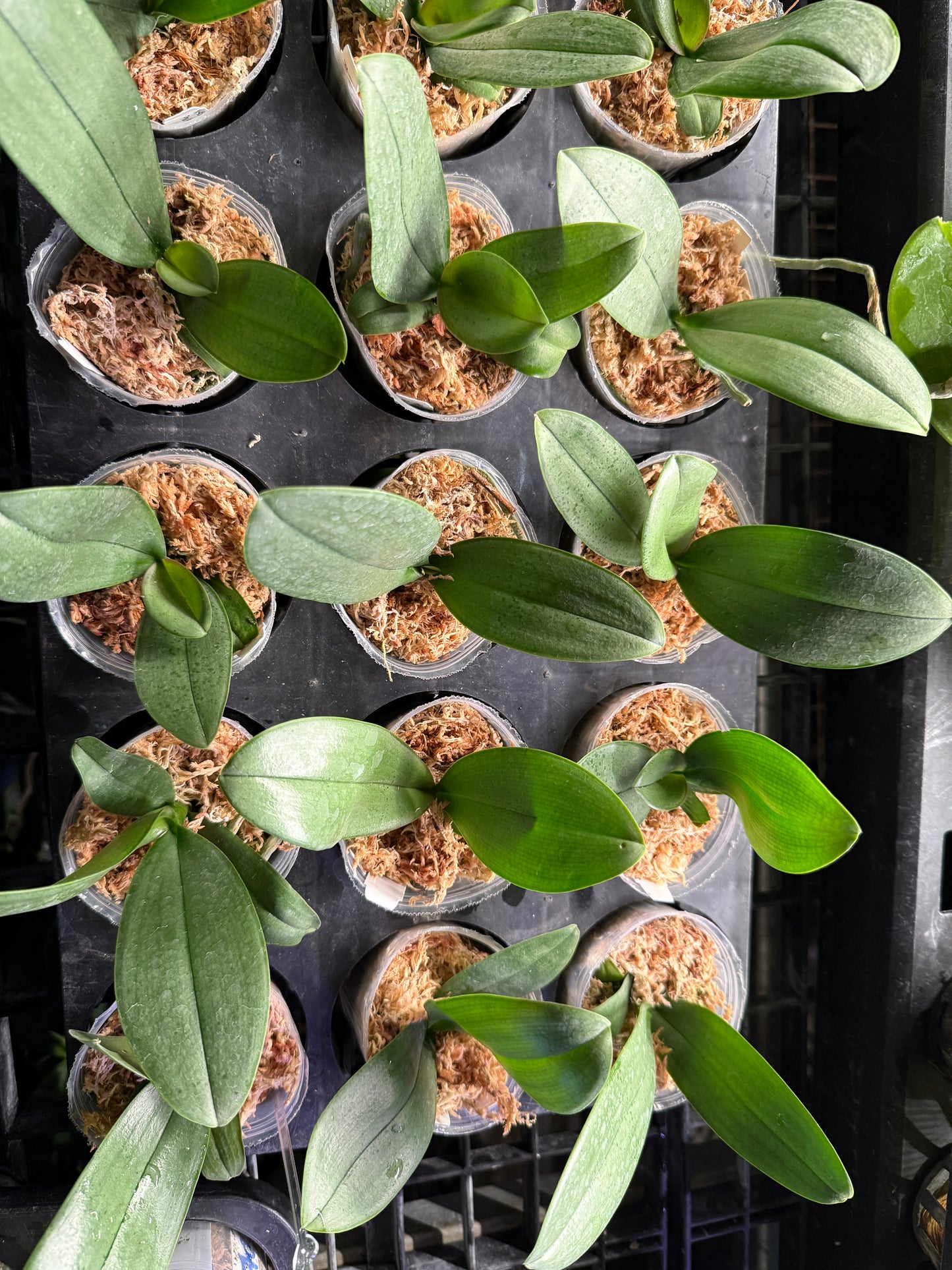 jade orchid plant Phalaenopsis KS White Jade (Clone) – Big Leaf Orchids