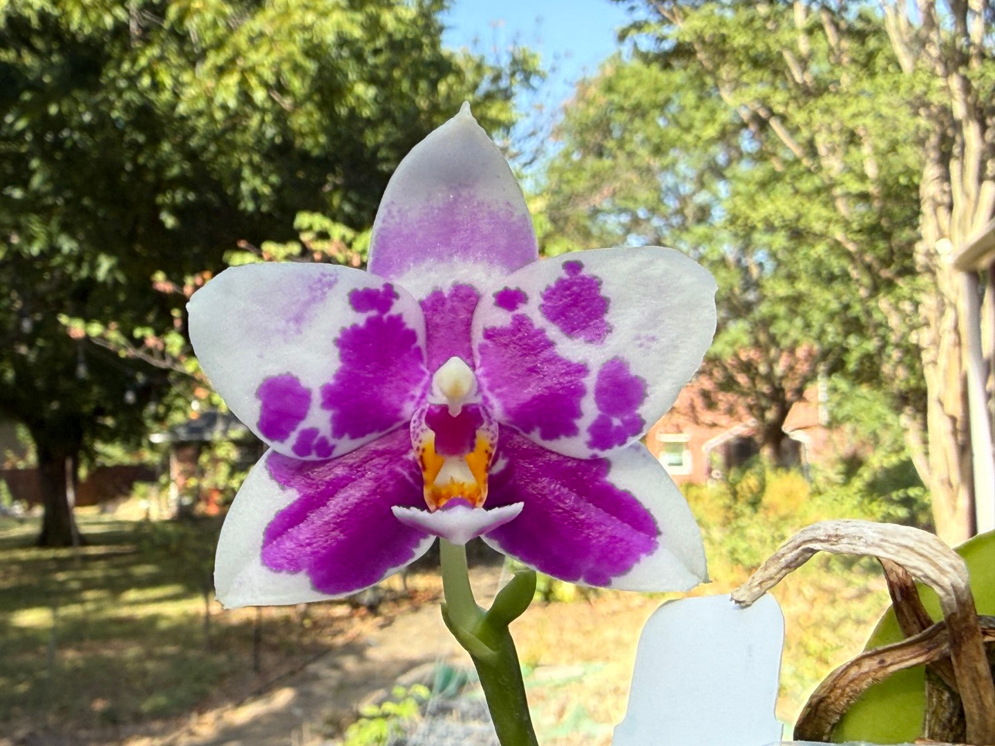Phalaenopsis LD Sunny Tiger 260816 Flowering - Seed Grown