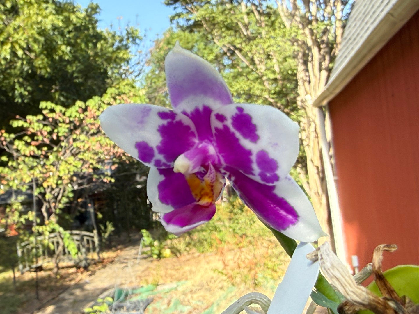 Phalaenopsis LD Sunny Tiger 260816 Flowering - Seed Grown