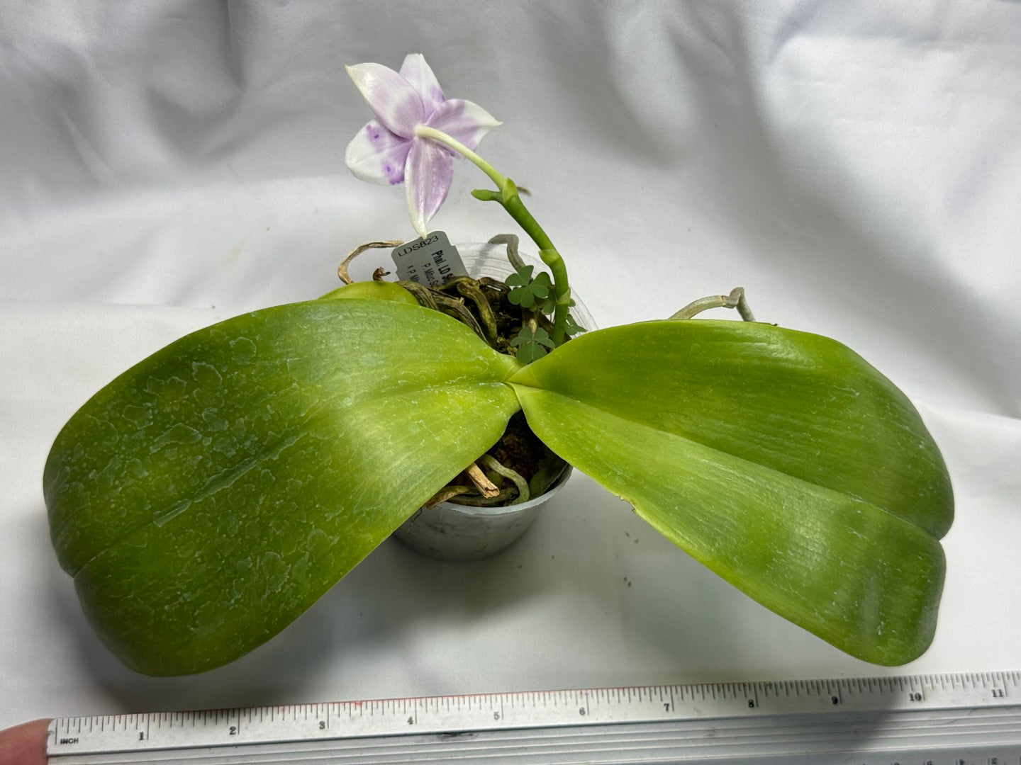 Phalaenopsis LD Sunny Tiger 260816 Flowering - Seed Grown
