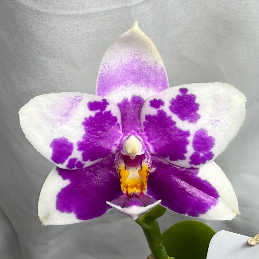 Phalaenopsis LD Sunny Tiger 260816 Flowering - Seed Grown