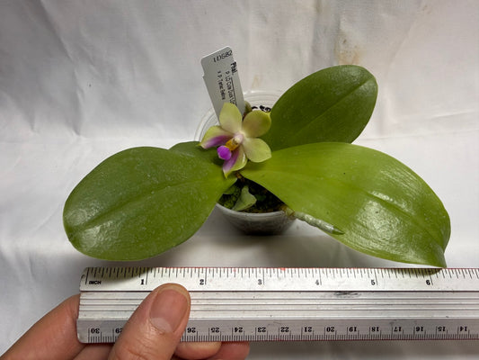 Phalaenopsis (LD Cute Duck X Tarlac Bellina) - seed Grown 260607 Flowering