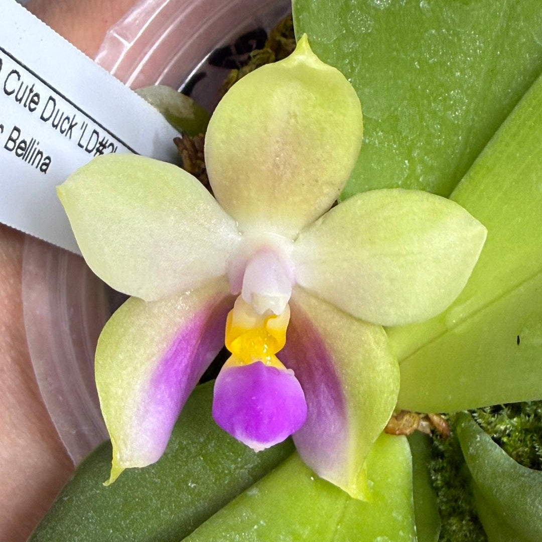 Phalaenopsis (LD Cute Duck X Tarlac Bellina) - seed Grown 260607 Flowering