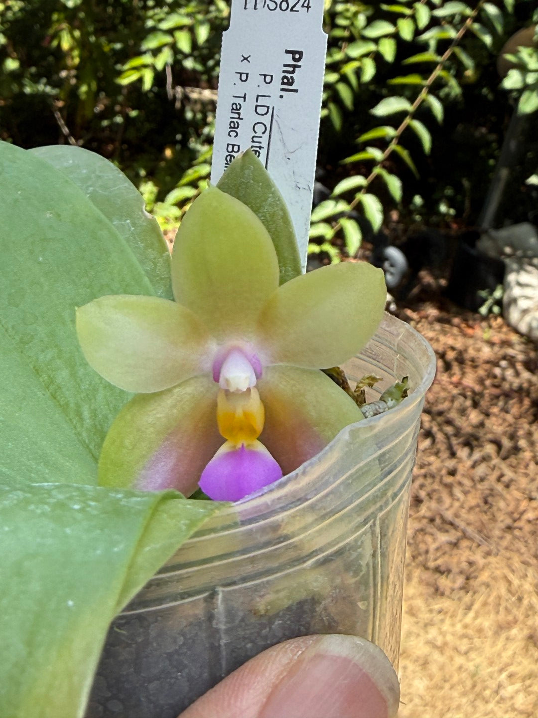 Phalaenopsis (LD Cute Duck X Tarlac Bellina) - seed Grown 260713 Flowering