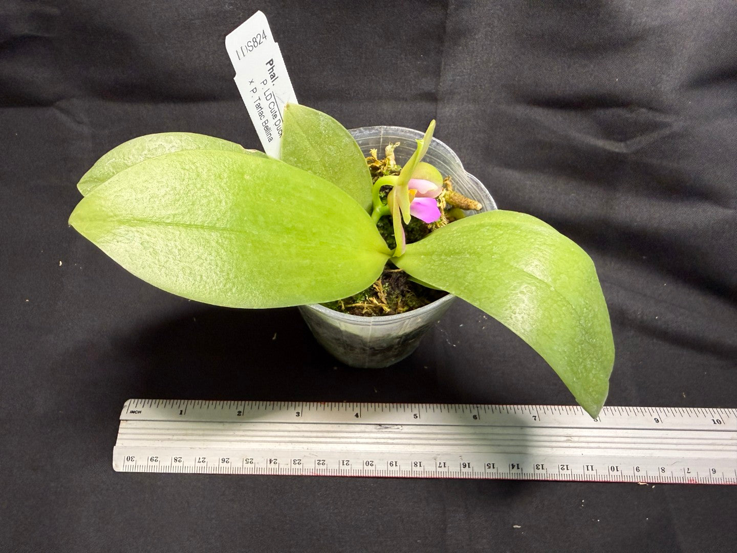 Phalaenopsis (LD Cute Duck X Tarlac Bellina) - seed Grown 260713 Flowering