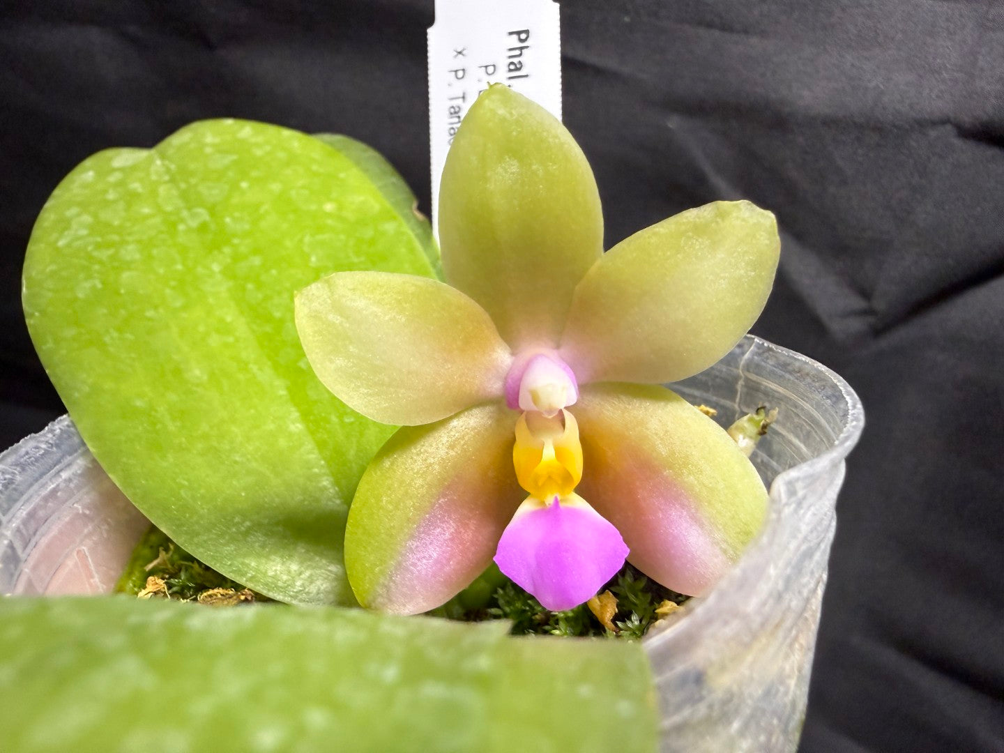 Phalaenopsis (LD Cute Duck X Tarlac Bellina) - seed Grown 260713 Flowering