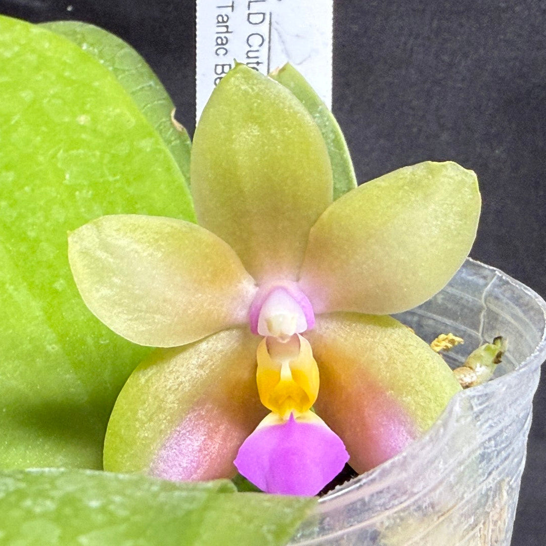 A close-up of a small novelty phalaenopsis orchid flower with pale yellow-green petals, pinkish tones near the base, and a bright purple-and-yellow center, growing in a clear plastic pot against a dark background.