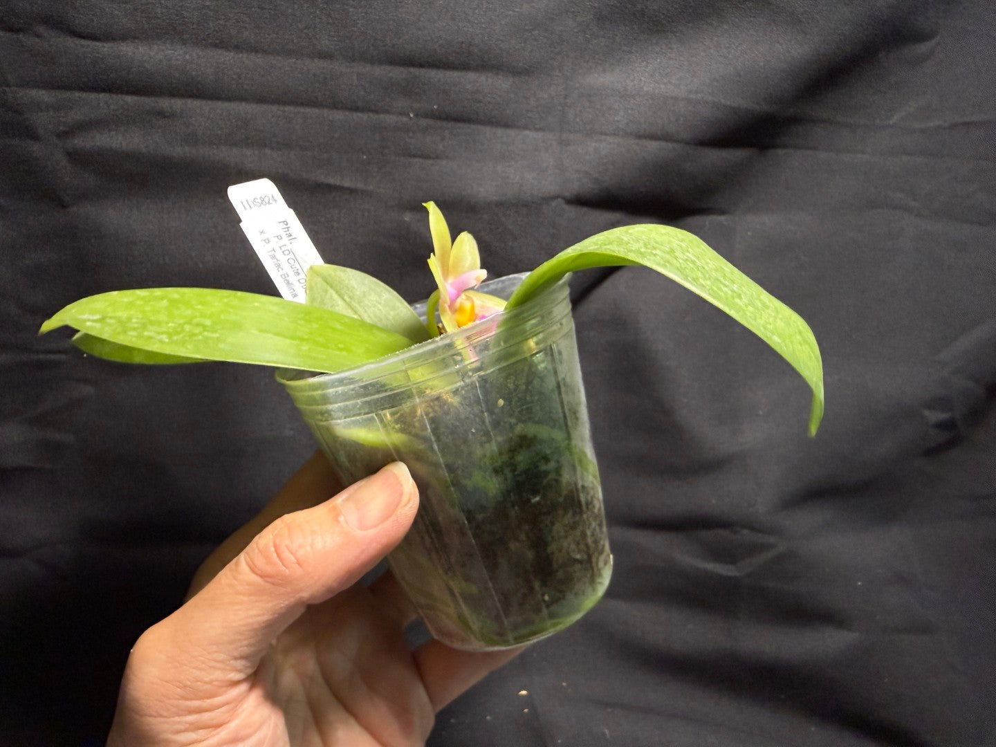 Phalaenopsis (LD Cute Duck X Tarlac Bellina) - seed Grown 260713 Flowering