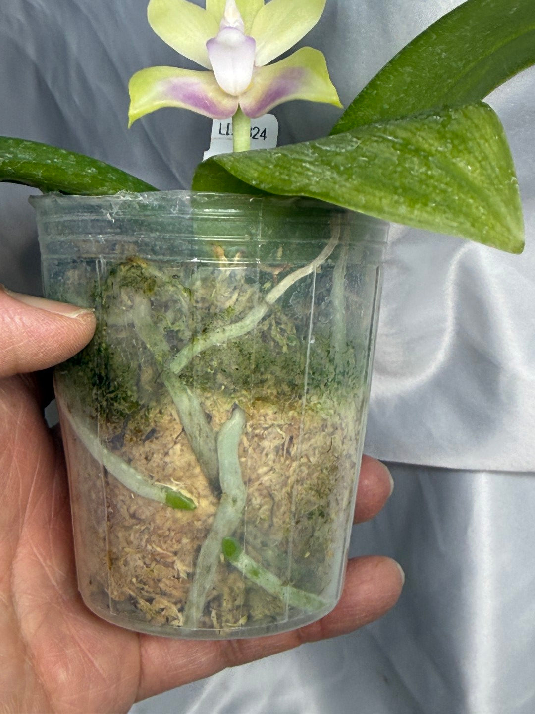 Phalaenopsis (LD Cute Duck X Tarlac Bellina) - seed Grown 260811 Flowering