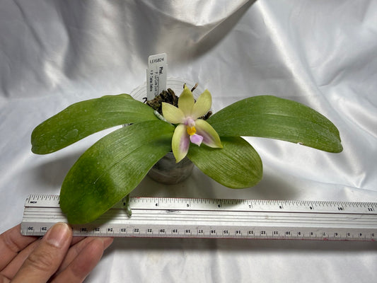 Phalaenopsis (LD Cute Duck X Tarlac Bellina) - seed Grown 260811 Flowering