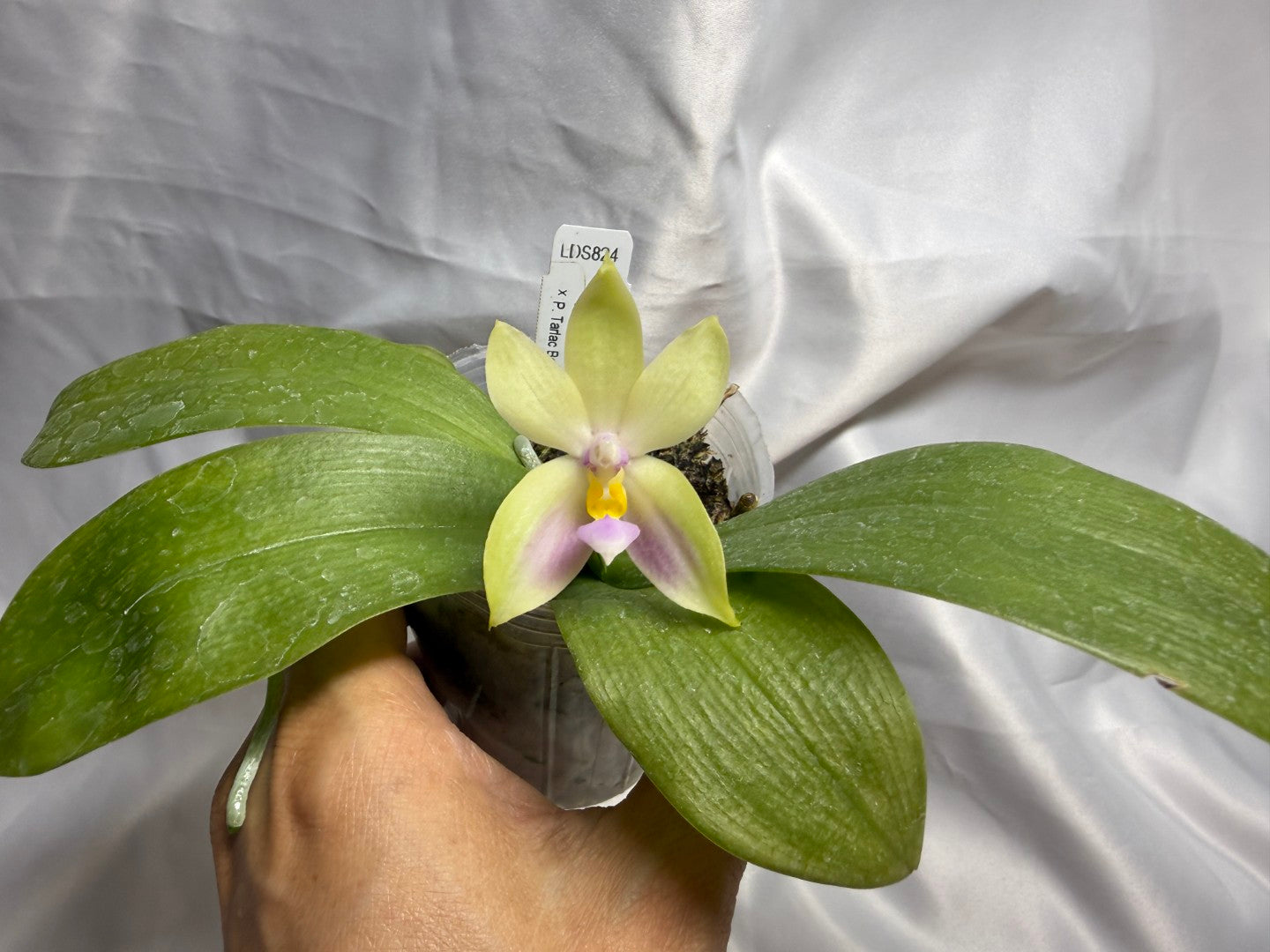 Phalaenopsis (LD Cute Duck X Tarlac Bellina) - seed Grown 260811 Flowering