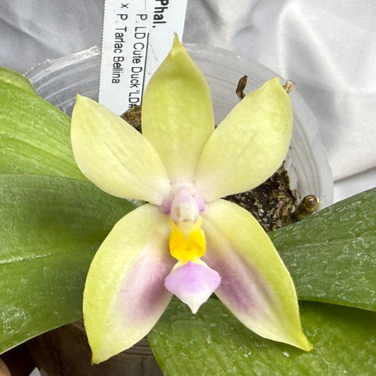 A close-up of a potted Phala orchid with a pale yellow-green flower, purple and yellow center, and large green leaves, shown in a clear plastic pot against a white fabric background.
