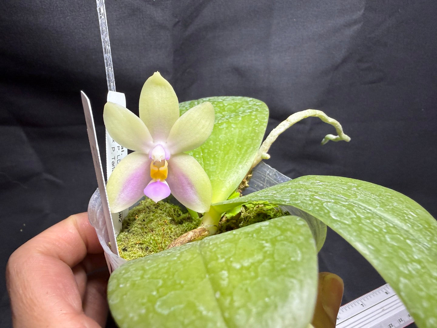 LDS824 Phalaenopsis (LD Cute Duck X Tarlac Bellina) - seed Grown 260825 Flowering
