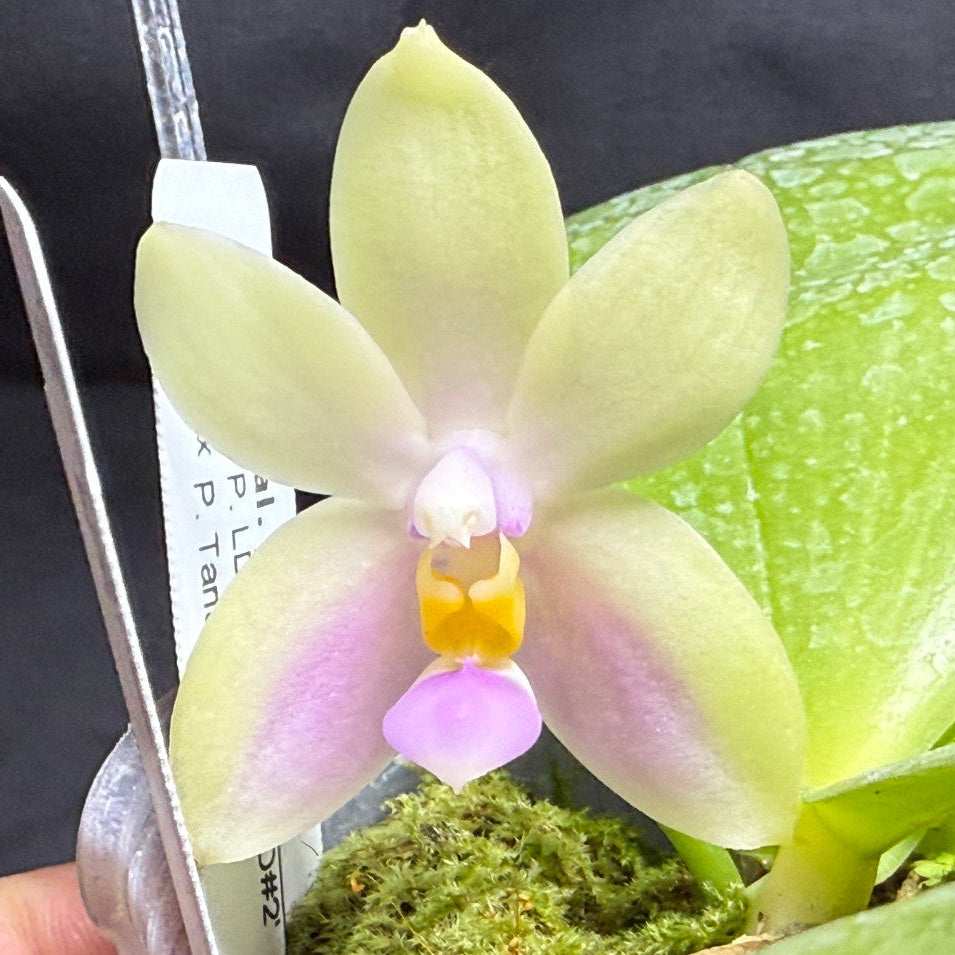 LDS824 Phalaenopsis (LD Cute Duck X Tarlac Bellina) - seed Grown 260825 Flowering