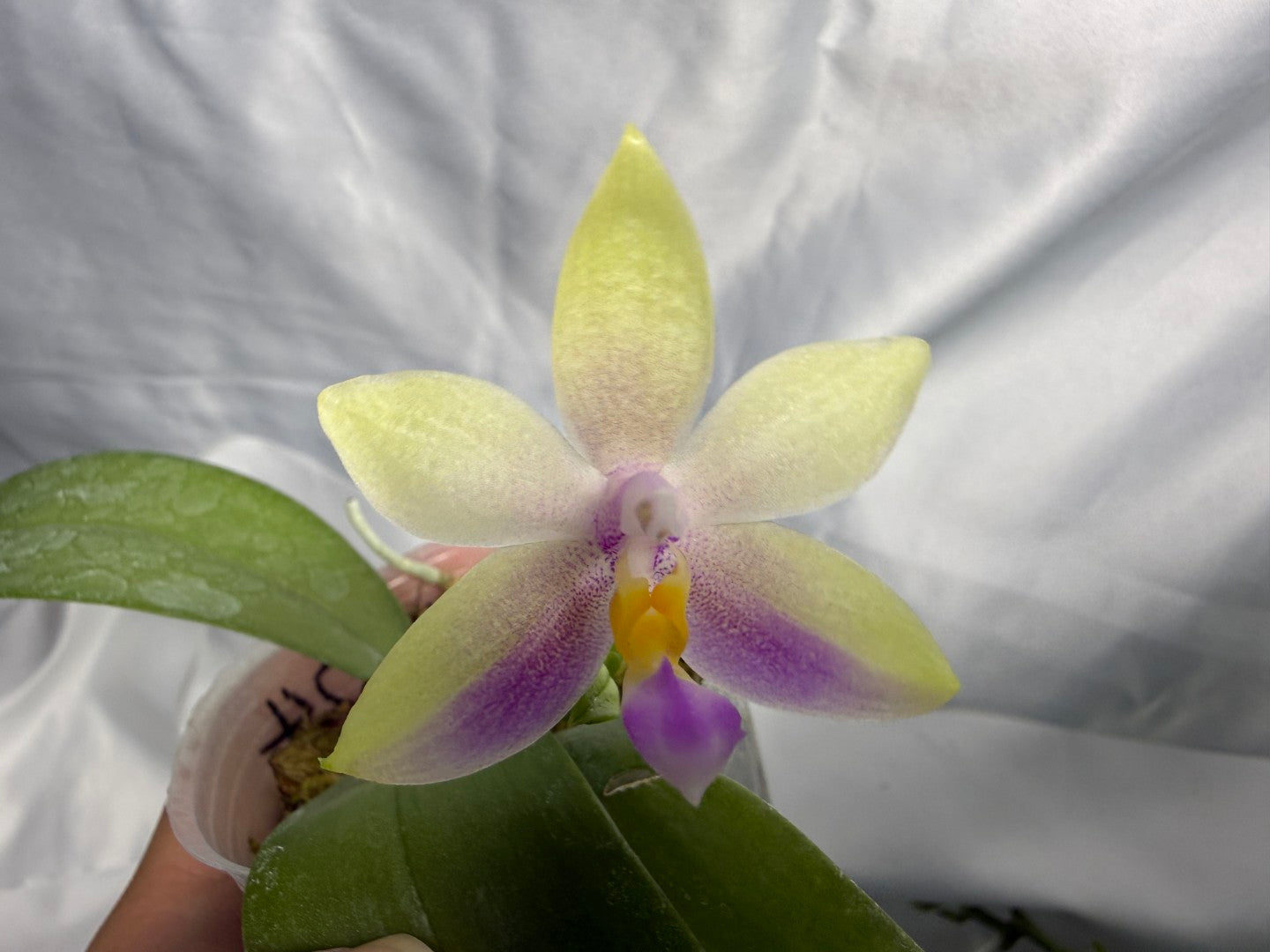 LDS824 Phalaenopsis (LD Cute Duck X Tarlac Bellina) - seed Grown 260830 Flowering