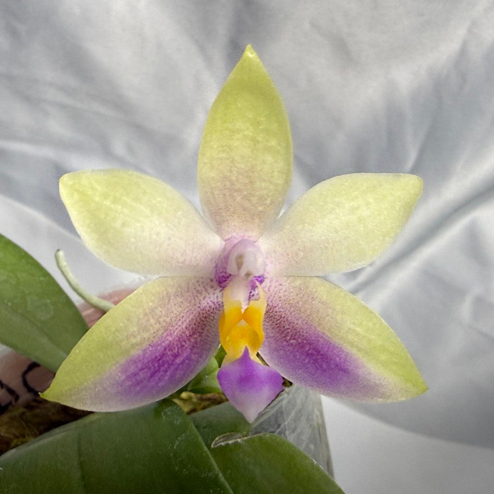 A single Phalaenopsis orchid flower in pale yellow-green with purple veining and a yellow center, shown with green leaves against a white fabric backdrop.