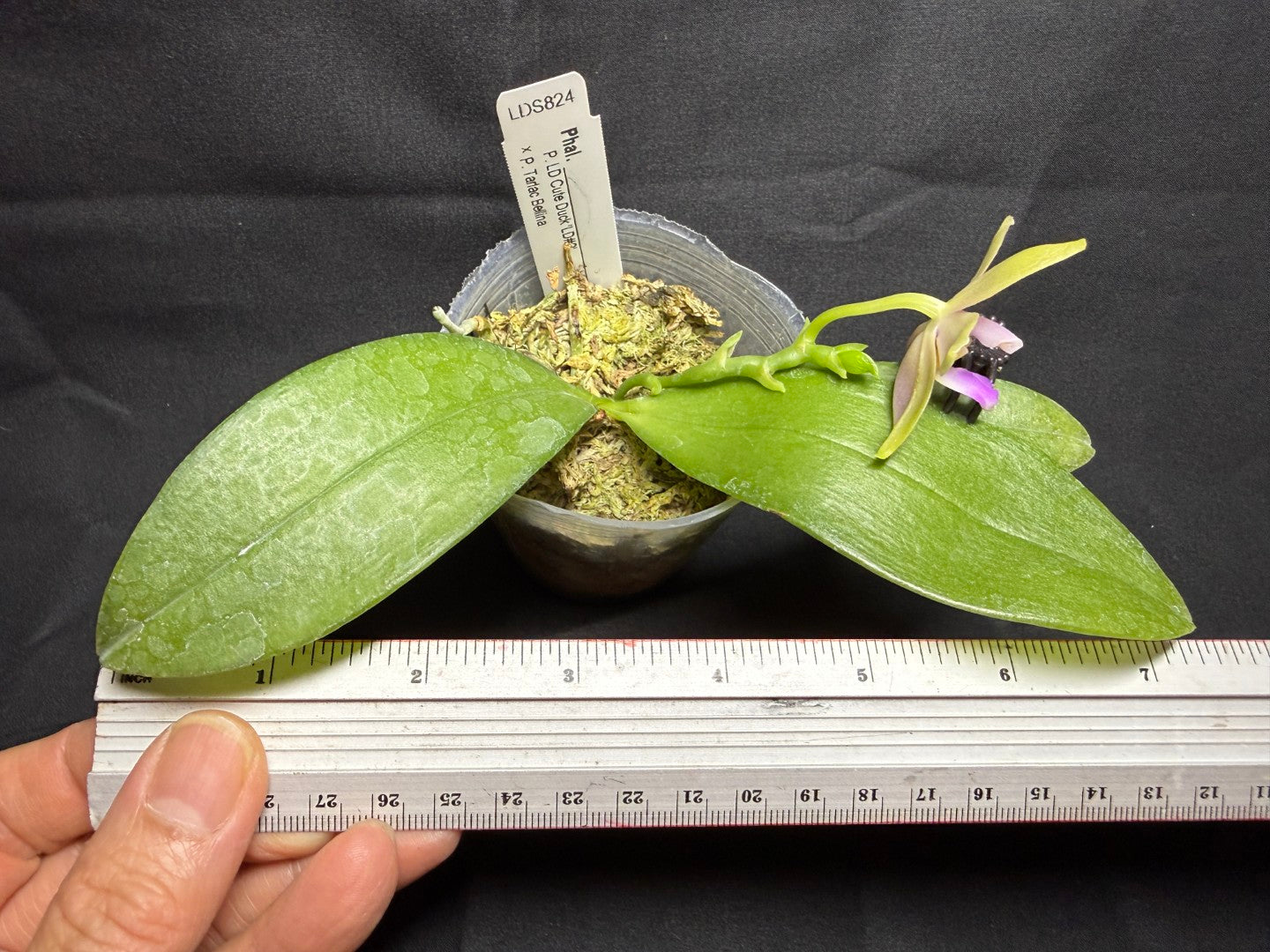 LDS824 Phalaenopsis (LD Cute Duck X Tarlac Bellina) - seed Grown 260830 Flowering
