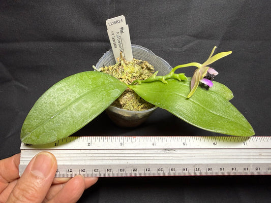 LDS824 Phalaenopsis (LD Cute Duck X Tarlac Bellina) - seed Grown 260830 Flowering