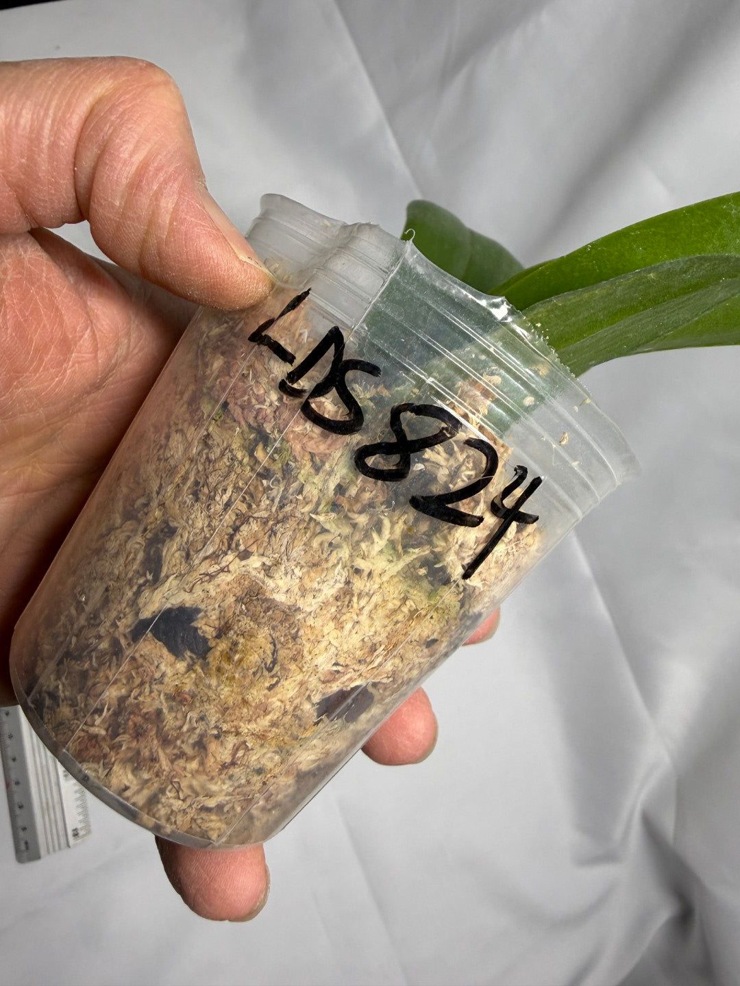 Phalaenopsis (LD Cute Duck 'LD#2' X Tarlac Bellina) - seed Grown