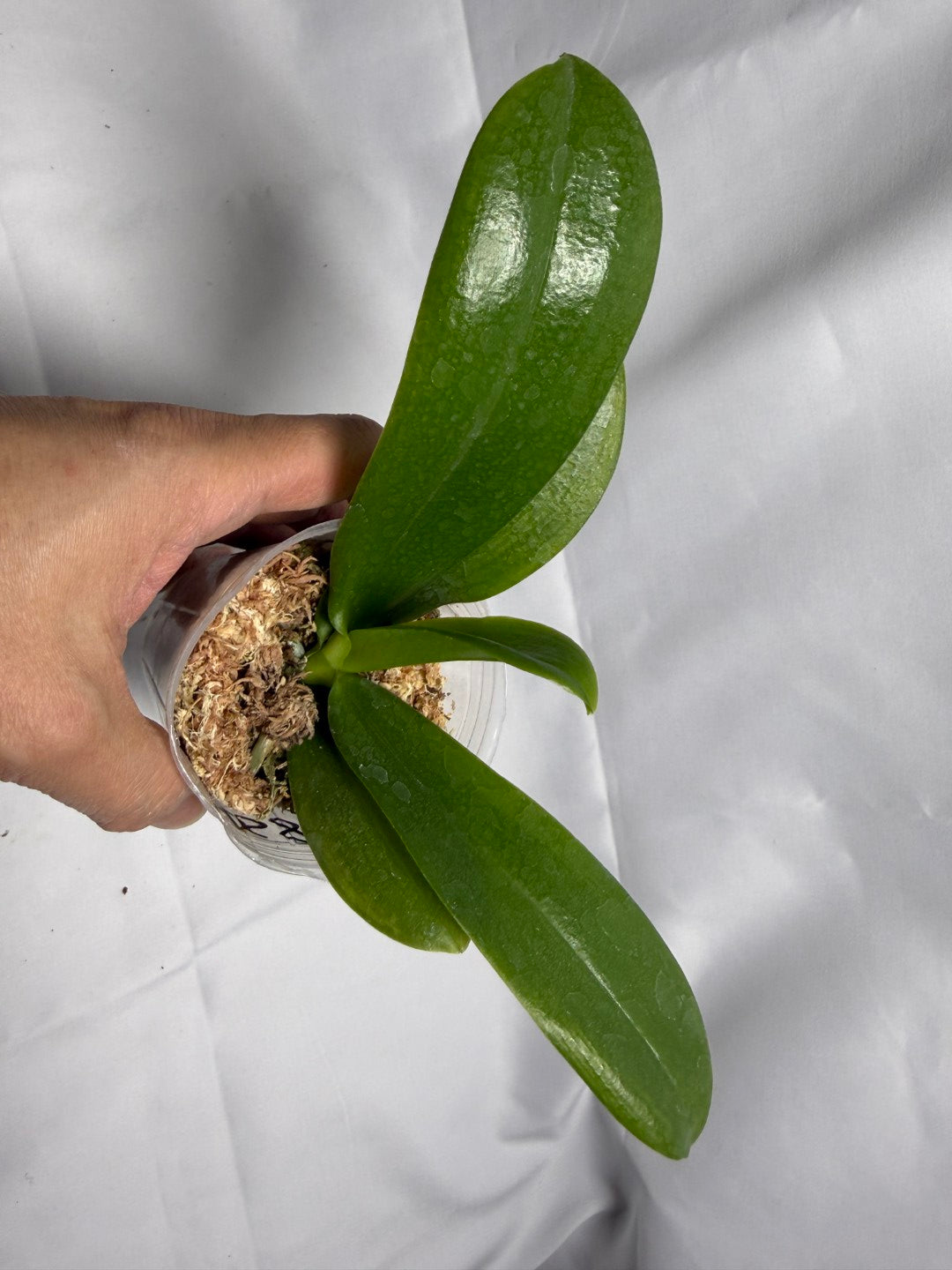 Phalaenopsis (LD Cute Duck 'LD#2' X Tarlac Bellina) - seed Grown