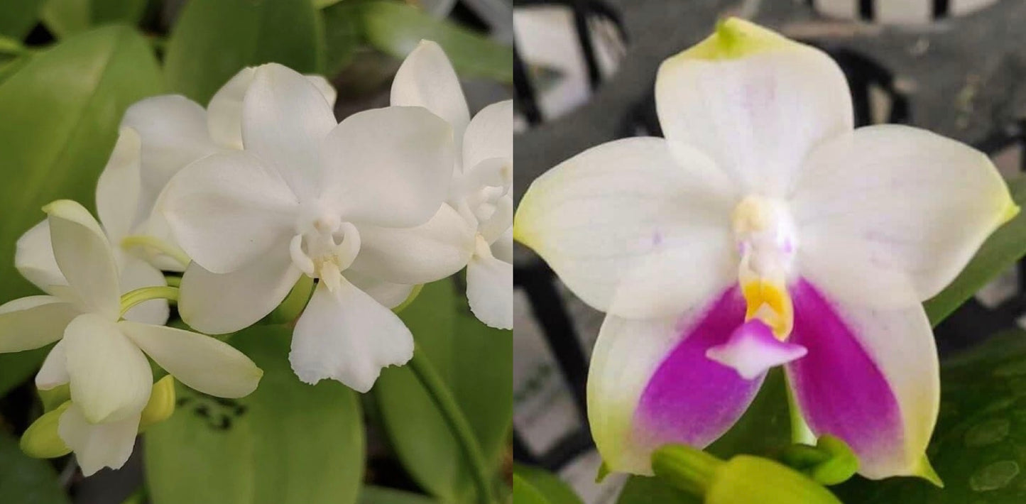 Phalaenopsis (LD Cute Duck 'LD#2' X Tarlac Bellina) - seed Grown