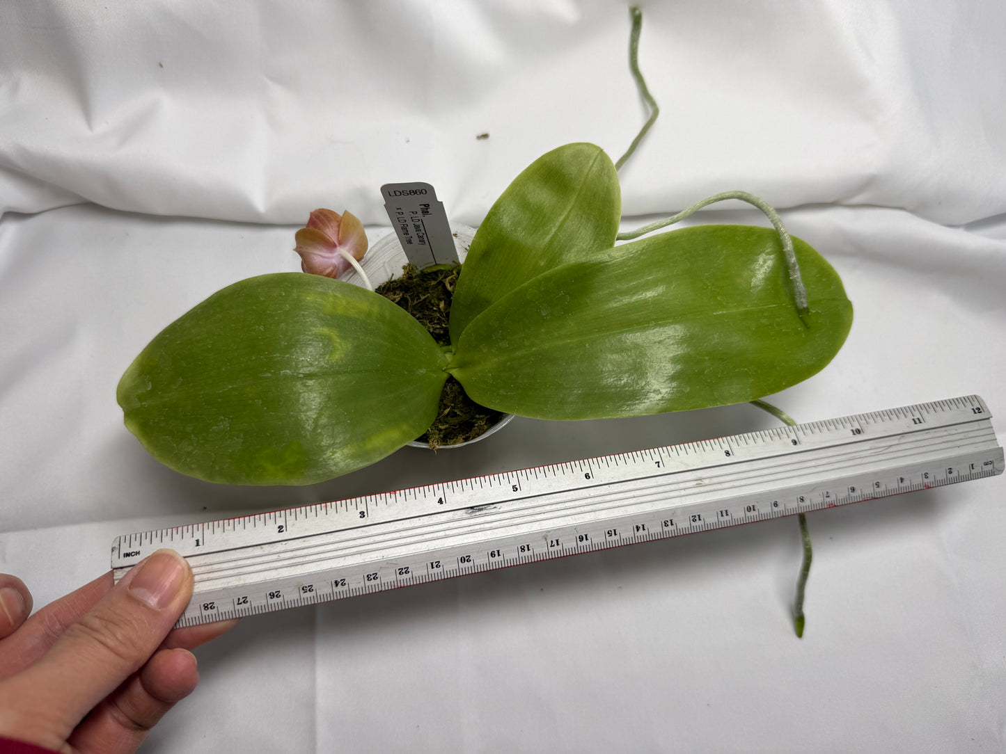 Phalaenopsis (LD Java Canary x LD Flame Tree) 251117 Flowering