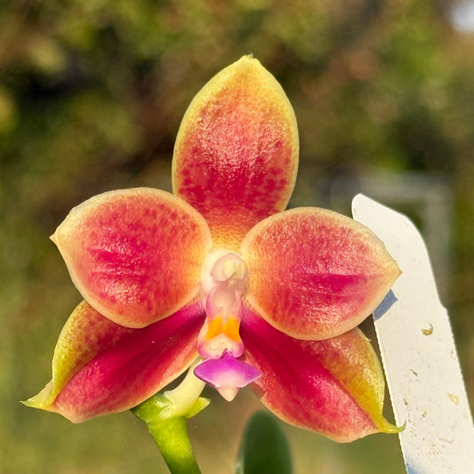 Phalaenopsis (LD Java Canary x LD Flame Tree) 251124 Flowering