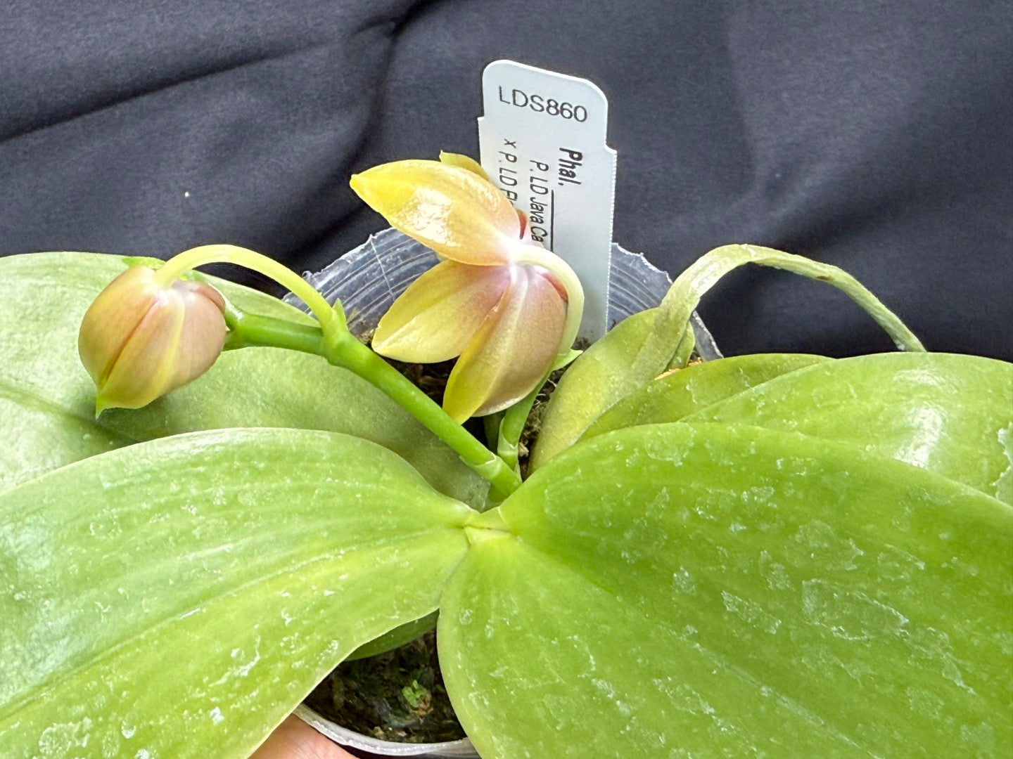 Phalaenopsis (LD Java Canary x LD Flame Tree) 260203 Flowering 2 spikes